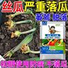 丝瓜病害清杀菌剂治丝瓜霜霉叶斑蔓枯白粉黄叶病全治哈茨木霉菌药