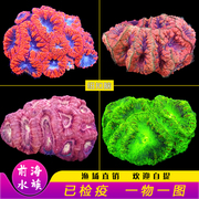 大种纽扣脑珊瑚糖果脑分支脑珊瑚荧光色彩金色海水鱼活体珊瑚活体
