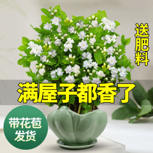 茉莉花苗盆栽带花苞九里香老桩驱蚊花卉植物，室内浓香四季开花好养