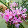 稀有大花槽舌兰附生兰，洋兰花粉色，花颜色鲜艳花卉绿植盆栽观赏