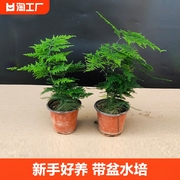 文竹绿植盆栽盆景室内桌面，耐阴四季常青好养带盆水，培土养客厅房间