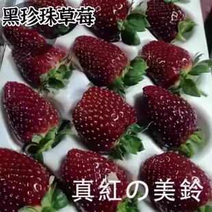 新鲜日本引种真红美玲黑草莓黑珍珠草莓礼盒装大草莓节日送礼