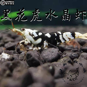 黑花虎 水晶虾0.8-1.2cm空运包损 淡水水族观赏虾宠物虾