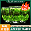 明前雀舌茶叶2024新茶特级贵州湄潭翠芽春茶，浓香型全芽头绿茶250g