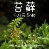 鲜活青苔 苔藓微景观生态瓶 白发藓 假山盆栽迷你植物diy材料