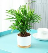 袖珍椰子水培绿植物富贵凤尾竹观叶盆栽，客厅办公室内桌面好养四季