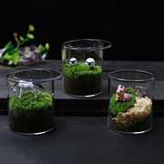 生态瓶青苔藓微景观绿植物盆栽鲜活创意diy材料包小盆景桌面摆件