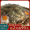 宁波特产淡梭子蟹即食整只膏红膏蟹,单只裸重6两以上，2只99元
