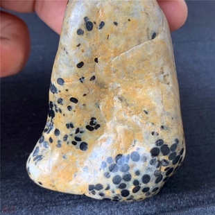 西藏法螺天珠原石把玩件籽料手把件化石奇石天珠原石料法螺天珠