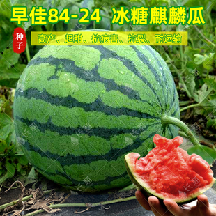 新疆8424西瓜种子甜王高产早佳冰糖麒麟，懒汉无籽巨型西瓜四季种孑