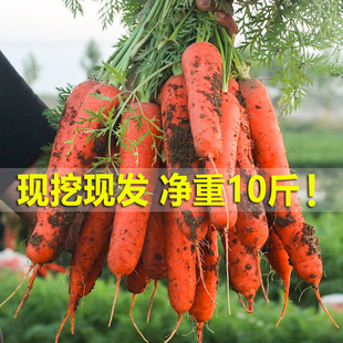 湖北新鲜蔬菜农家，自种现挖带泥水果胡萝卜新鲜现挖红萝卜10斤