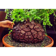 Dioscorea elephantipes龟甲龙植物南非小苗仙人球实生多肉盆栽