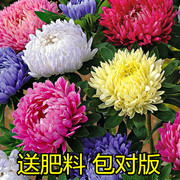 翠菊种子大花好养的花，种籽庭院花籽花种籽四季易种开花室外花种