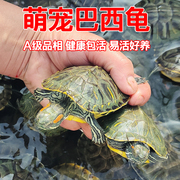乌龟活物巴西龟红耳小乌龟活体，观赏宠物半水龟，活物情侣龟大巴西龟