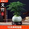 文竹盆栽植物室内花卉盆景，客厅办公室桌面小绿植好养云竹四季常青