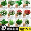 发财树绿萝室内盆栽花卉绿植办公室内水培小植物好养多肉吸除甲醛