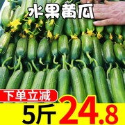 小黄瓜新鲜黄瓜5斤小果蔬菜现当季山东小青瓜，10孕妇生吃整箱