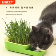 猫草盒无土水培种植盆栽小麦种子培育套装助消化零食清洁猫草