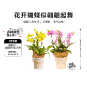 直播花构想蝴蝶兰，盆栽花卉植物室内客厅，办公室兰花苗好养