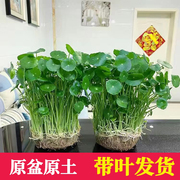 铜钱草水培植物办公室，桌面盆栽金钱草室内水养花卉，吸甲醛好养绿植