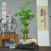 羽叶福禄桐金钱兜盆栽，植物室内钱多多(钱多多)绿植招财办公室绿植佳品