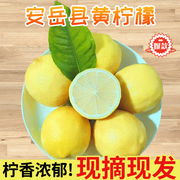 四川安岳黄柠檬(黄柠檬)2斤5斤9斤新鲜当季现摘皮薄肉厚香水黄柠檬(黄柠檬)整箱