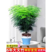 文竹盆栽植物花卉客厅室内四季好养净化空气办公室桌面绿植大盆景