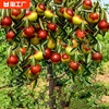 枣树活苗南北方种植庭院盆栽，地栽嫁接沾化红冬枣，特大超甜果树结果