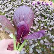 紫油菜种子春秋冬季小青菜籽，快菜蔬菜种，孑阳台盆栽易活四季菜种籽