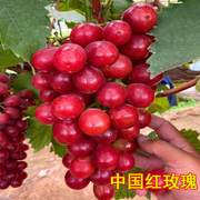种中国红玫瑰葡萄树苗嫁接无核葡萄树苖盆地栽北南方庭院种植