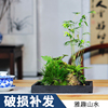 附石菖蒲吸水石小盆景配米竹盆栽室内桌面绿植苔藓微景观水培植物