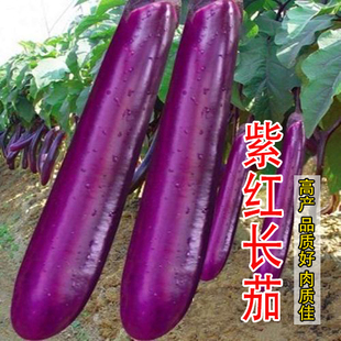 高产紫红长茄种子茄子紫色皮春秋四季农家庭院阳台蔬菜种籽孑