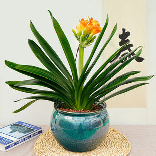 名贵君子兰盆栽室内浓香，四季开花绿植办公室客厅，送礼植物上海