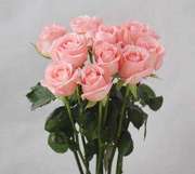 切花玫瑰戴安娜阳台，花园盆栽粉色大花，玫瑰花苗浓香抗病好养