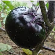 山东新鲜紫皮茄子5斤嫩土大圆，黑茄子紫色蔬菜农家自种整箱