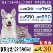 北京猫绝育母猫绝育手术 微创免拆线 公猫绝育宠物医生团队上门