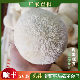 新鲜猴头菇2斤头茬古田特产猴菇养胃煲汤火锅现采现发新鲜猴头菇