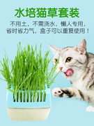 猫咪用品化毛草猫草种子水培猫草种植套装猫薄荷去除毛球猫零食