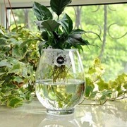 创意水养植物器皿绿萝水培花瓶透明玻璃花盆大号富贵竹插花瓶鱼缸