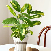 金梦竹芋盆栽植物室内桌面观叶，耐阴好养活绿植，净化空气吸甲醛花卉