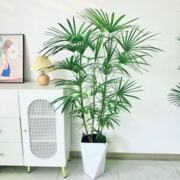 棕竹-金山棕观音竹，室内盆栽办公室，植物阳台绿植耐荫卧室盆栽