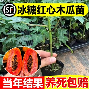 四季木瓜果树果苗冰糖红心水果木瓜特大苗果树庭院南北方种植盆栽