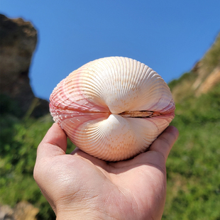 极速天然粉蛤贝壳可打开大海螺贝壳鱼缸造景海星装饰摆饰贝壳首饰