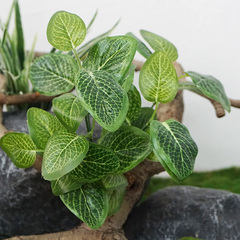仿真绿萝植物墙绿植配材蕨类叶子爬山虎绿色塑料婚庆装饰