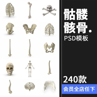 人体盆骨架骷髅枯骨骸，头骨肋骨脊椎参考后期合成psd模板ps素材