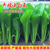 青梗小白菜种子四季播农家蔬菜种籽小青菜种子阳台盆栽速生青菜