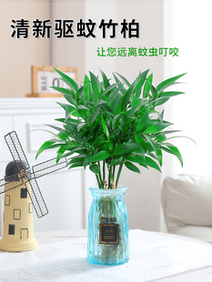 驱蚊竹柏水培植物室内水养绿植花卉，盆栽办公室桌面，四季常青草(常青草)好养