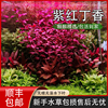 紫红丁香水草无需二氧化碳草缸鱼缸造景易活红色挺水有茎水生植物