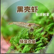 水族观赏虾鱼缸造景虾鱼缸除藻虾黑壳虾乌龟龙鱼饲料好养易活