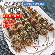 斑节虾鲜活冷冻草虾特大老虎虾海鲜水产野生海虾九节虾新鲜黑虎虾